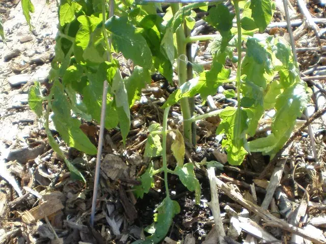 Home Crafted Wooden Plant Holder Suitable for Any Ambiance